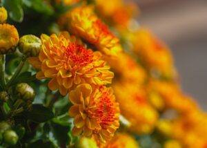 chrysanthemums, flowers, composites