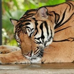 bengal tiger