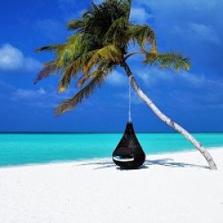 tourism - palm tree